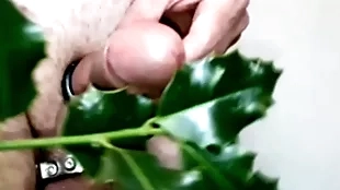 Holly be required of a christmas cock