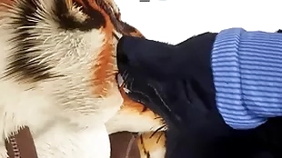 Don Juan gives tiger an early christmas manifest - wildlife