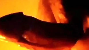 Powerful horseshit loving hypnosis